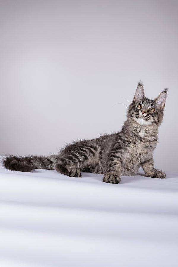 Lorry | Maine Coon Kitten