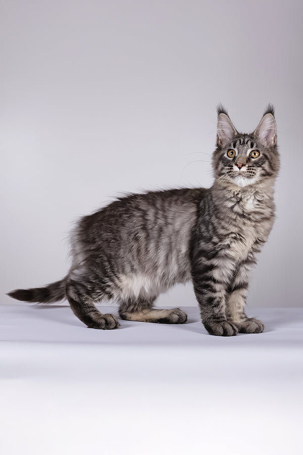 Lorry | Maine Coon Kitten