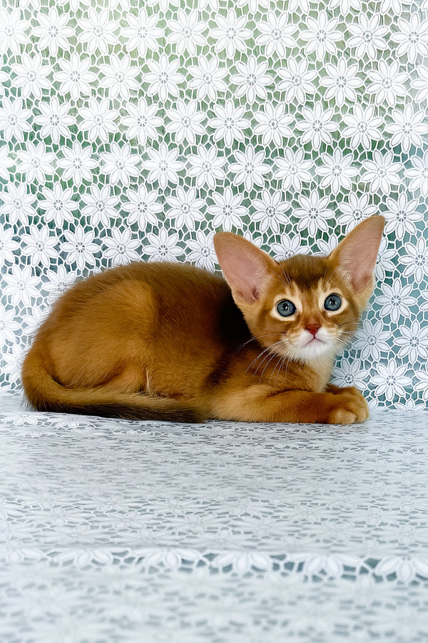 Ellada | Abyssinian Kitten