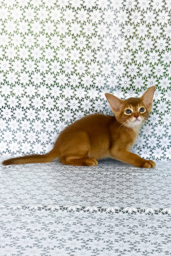 Ellada | Abyssinian Kitten