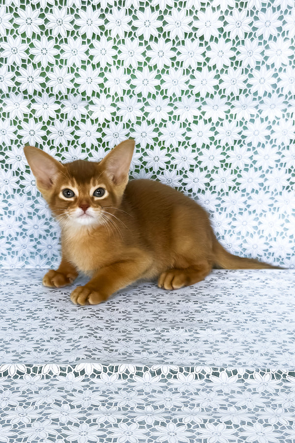 Ellada | Abyssinian Kitten