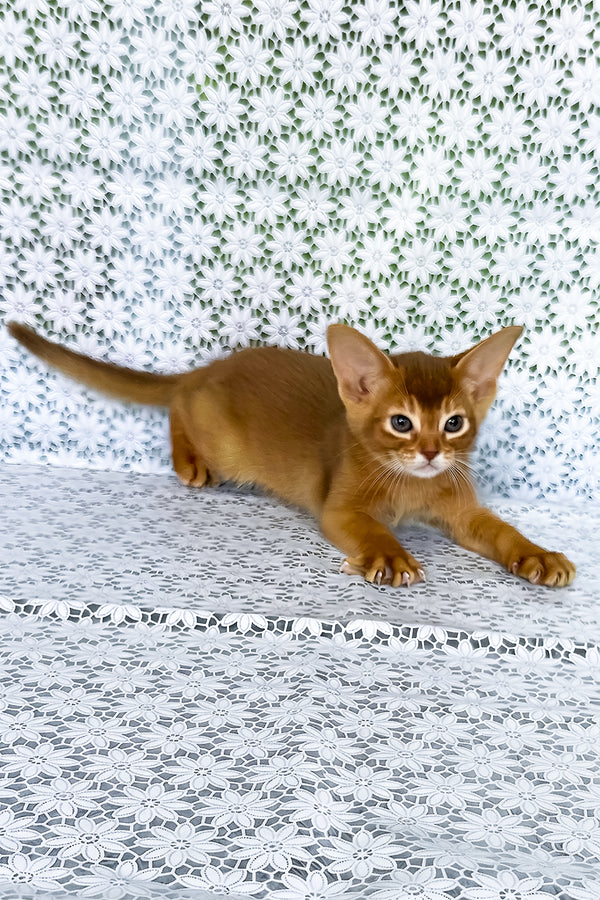 Ellada | Abyssinian Kitten