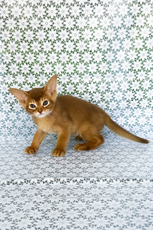 Ellada | Abyssinian Kitten