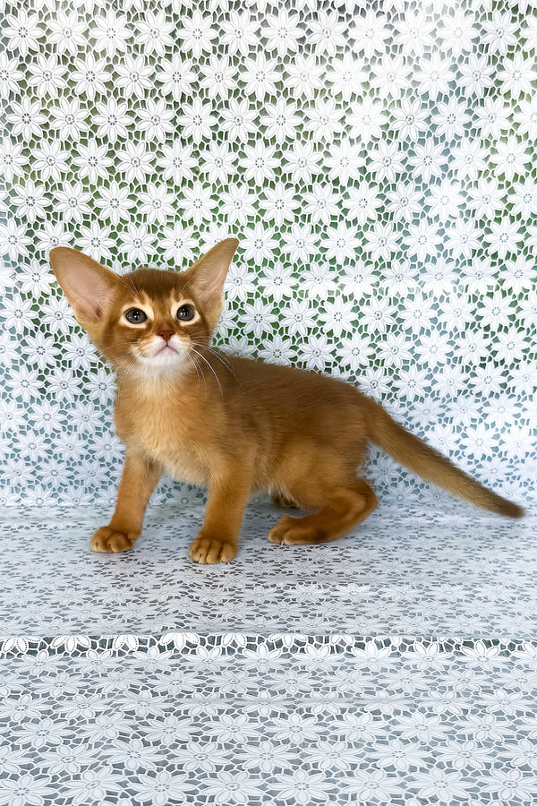 Ellada | Abyssinian Kitten