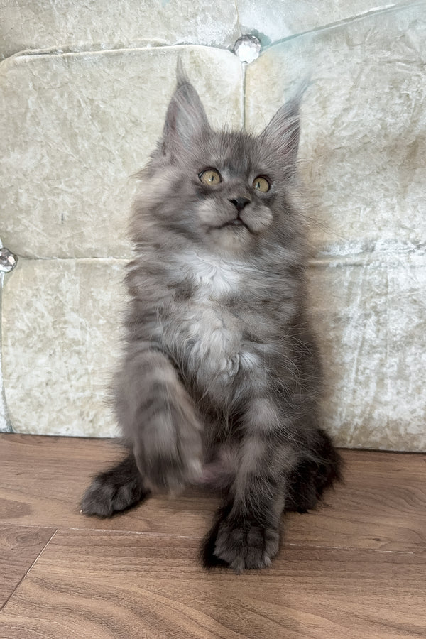 Enzo | Maine Coon Kitten
