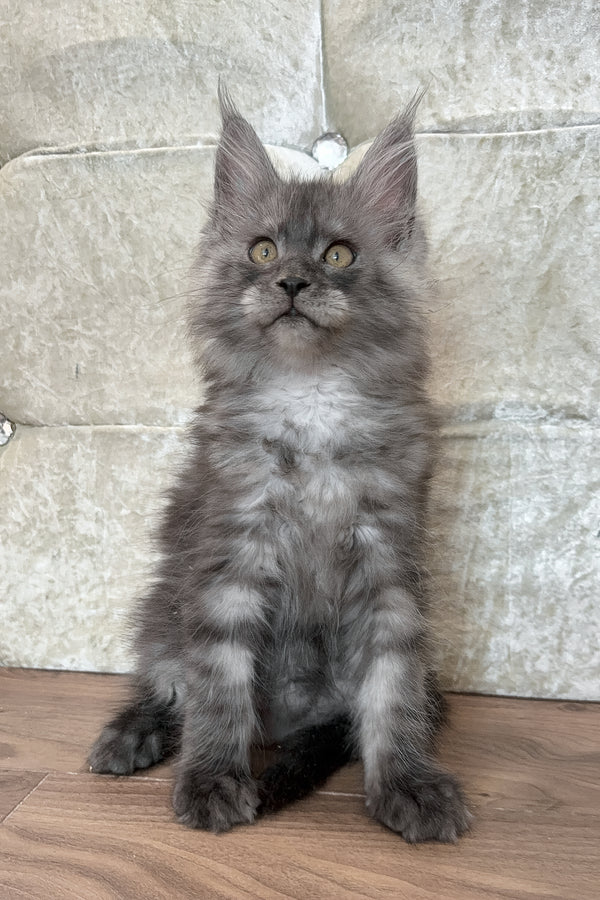 Enzo | Maine Coon Kitten