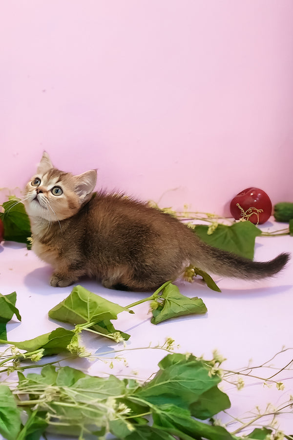Ernie | Munchkin Kitten