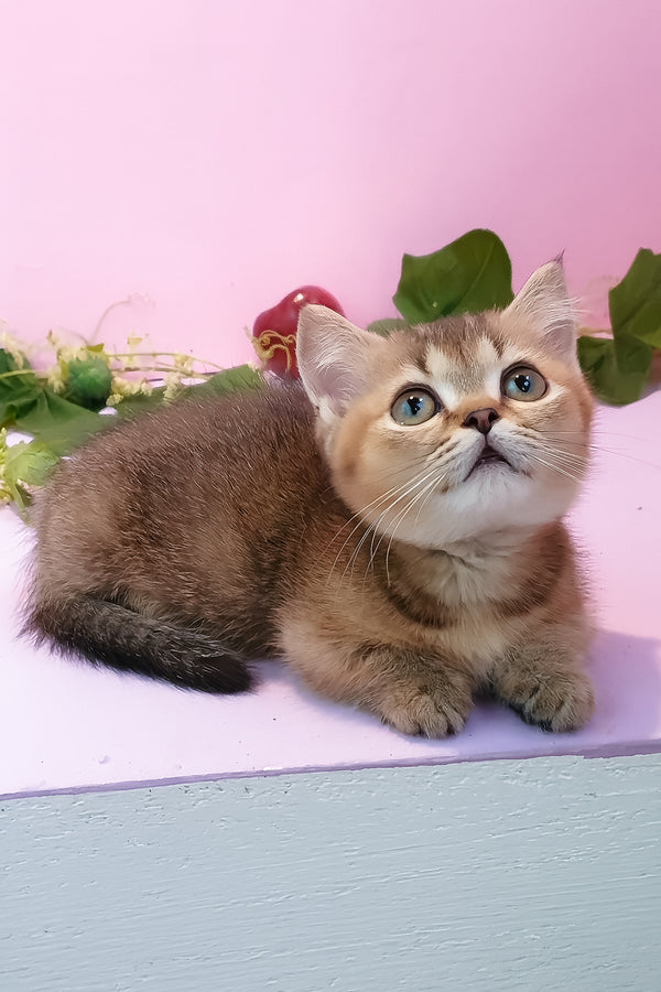 Ernie | Munchkin Kitten