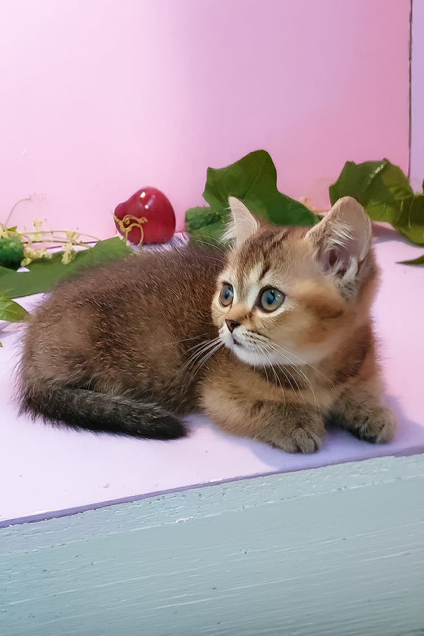 Ernie | Munchkin Kitten