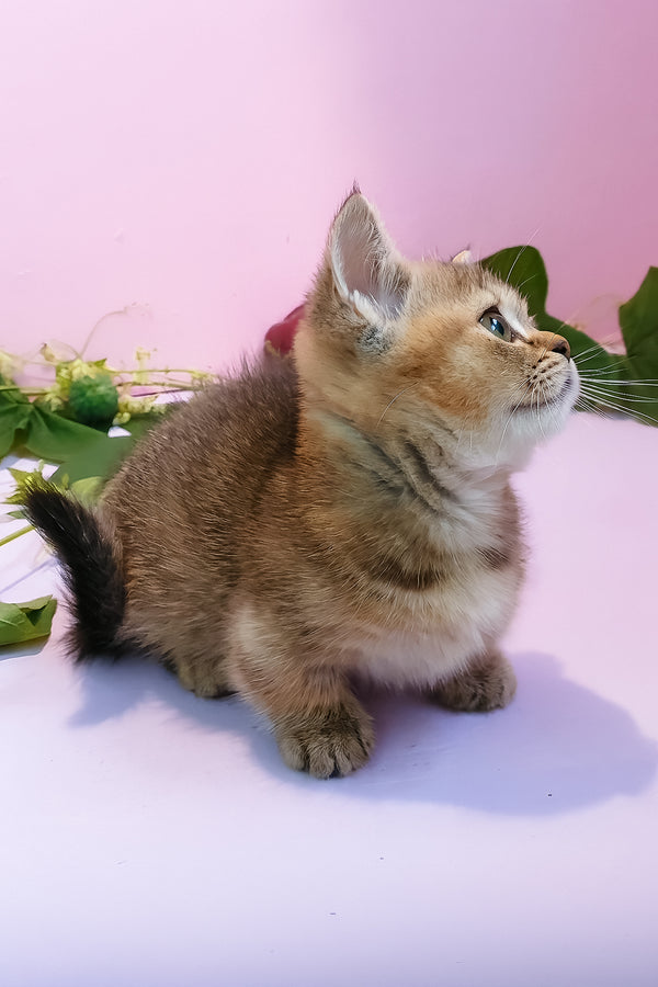 Ernie | Munchkin Kitten