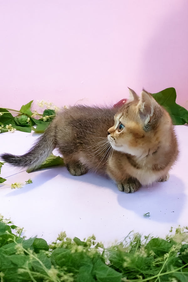 Ernie | Munchkin Kitten