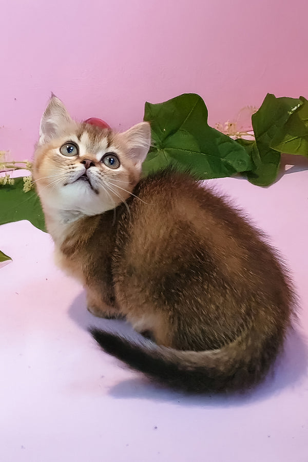 Ernie | Munchkin Kitten