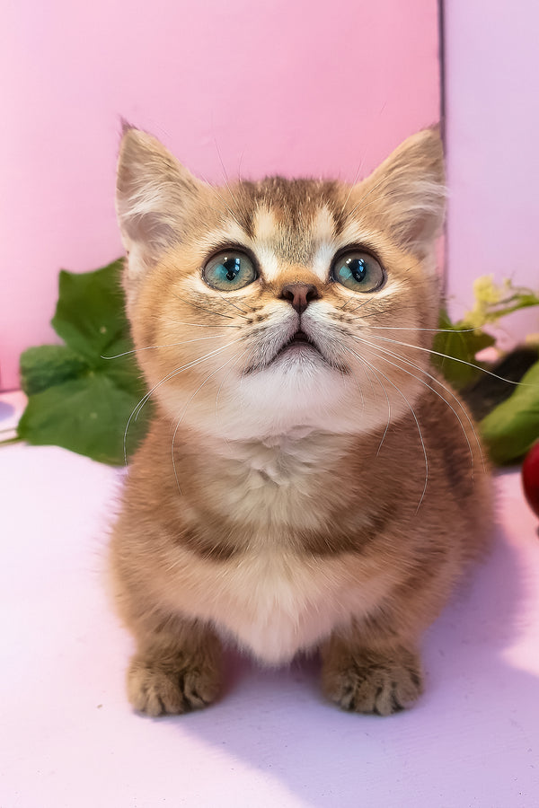 Ernie | Munchkin Kitten