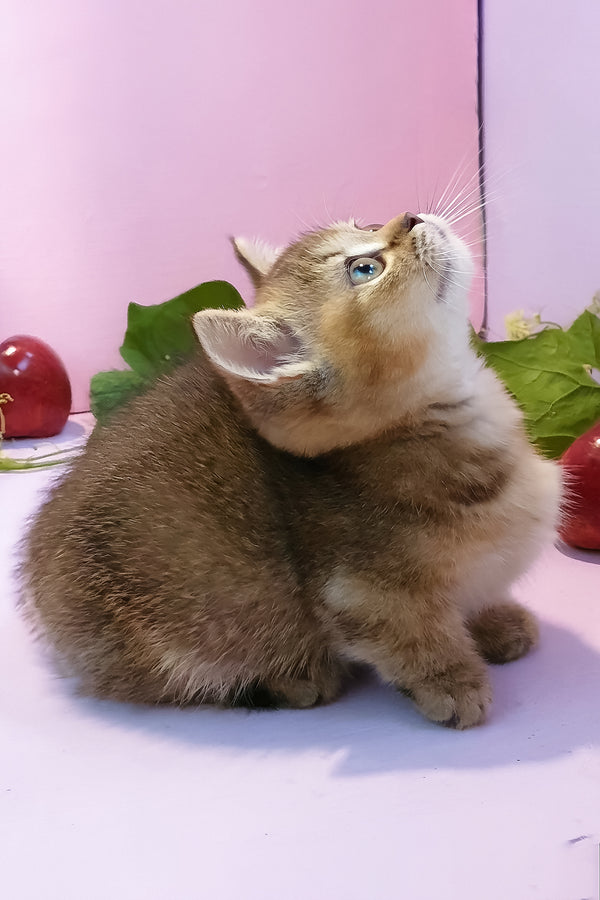 Ernie | Munchkin Kitten