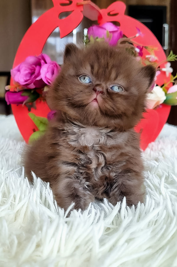 Fantasia | British Longhair Kitten