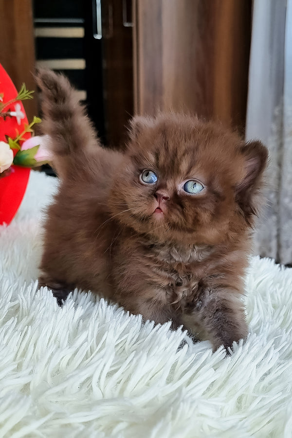 Fantasia | British Longhair Kitten