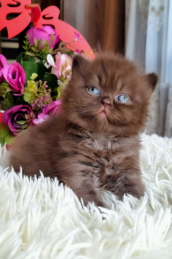 Fantasia | British Longhair Kitten