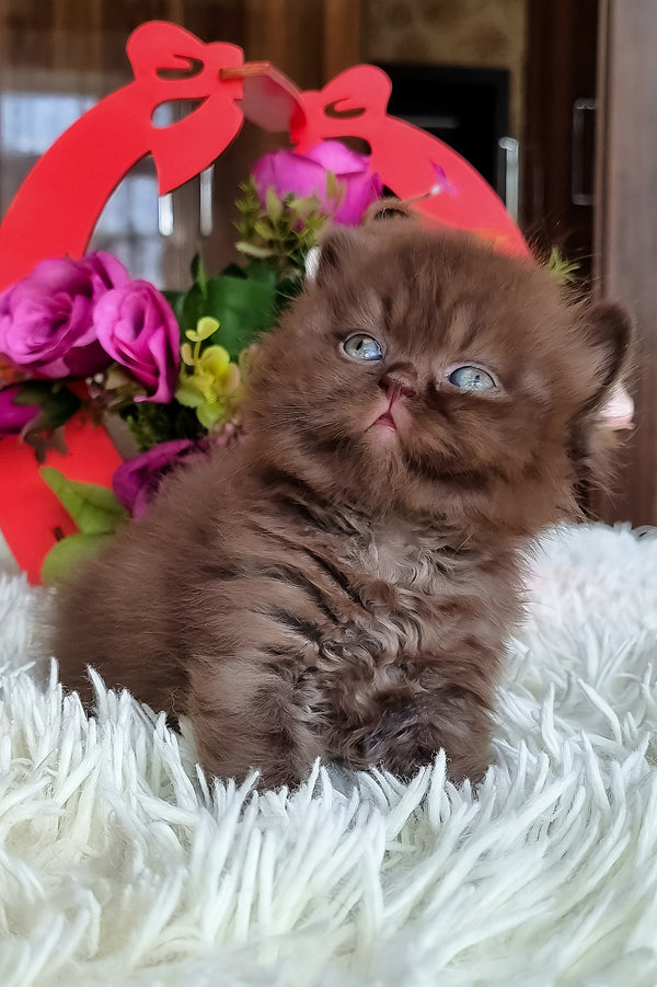 Fantasia | British Longhair Kitten