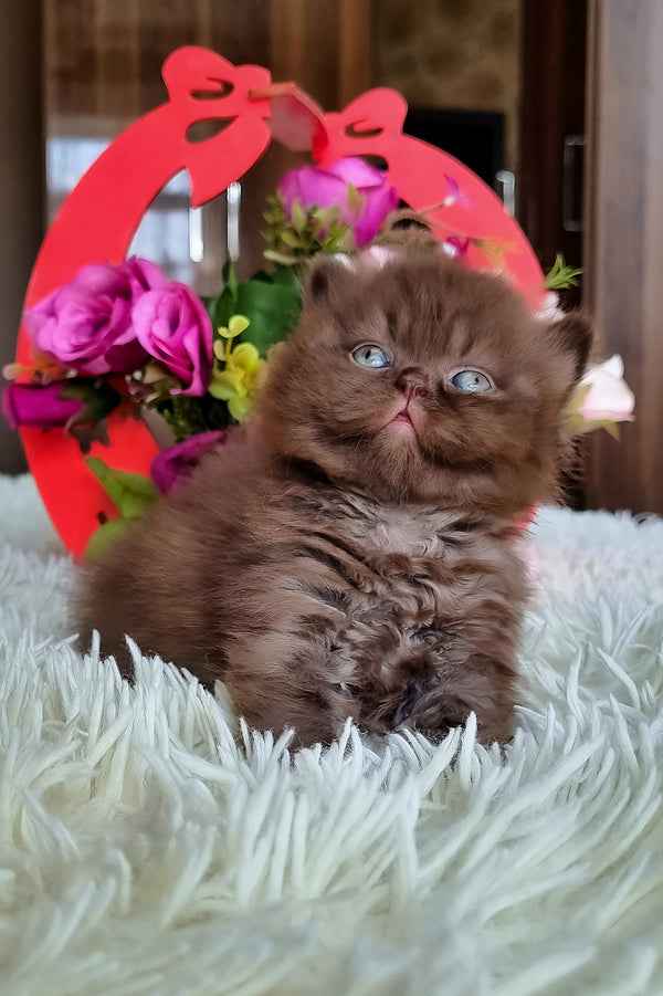 Fantasia | British Longhair Kitten