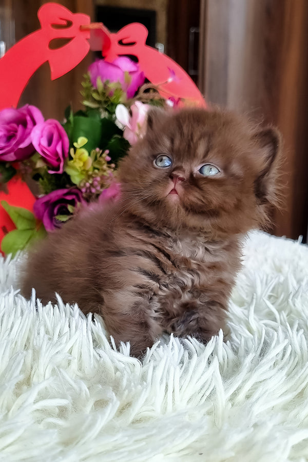 Fantasia | British Longhair Kitten