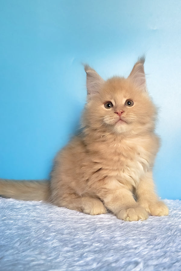 Favorit | Polydactyl Maine Coon Kitten