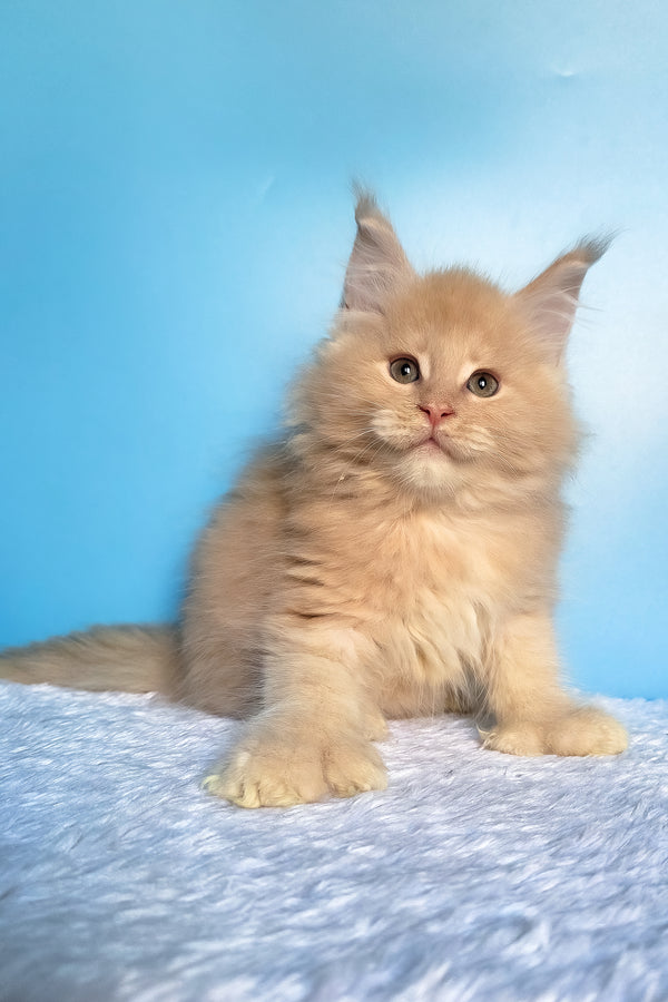 Favorit | Polydactyl Maine Coon Kitten
