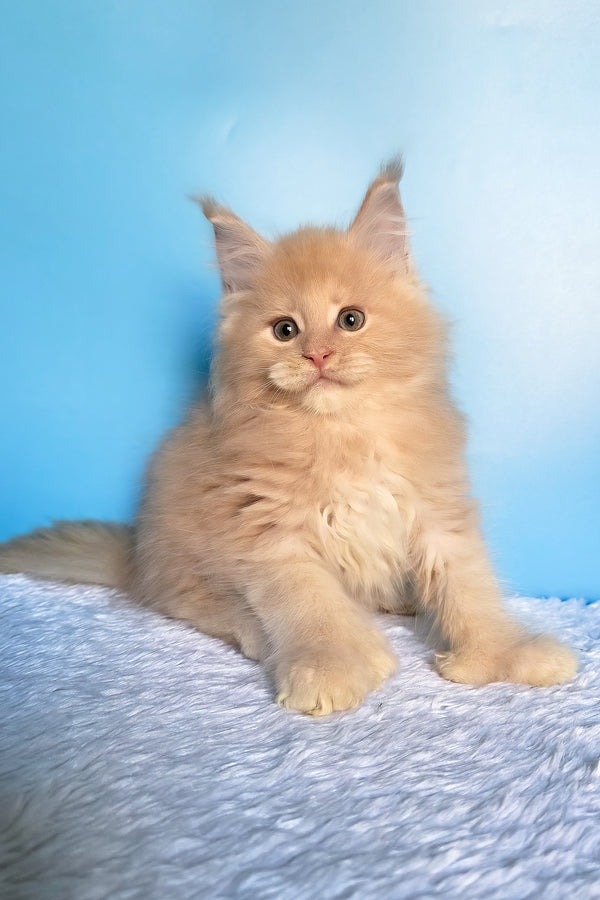 Favorit | Polydactyl Maine Coon Kitten