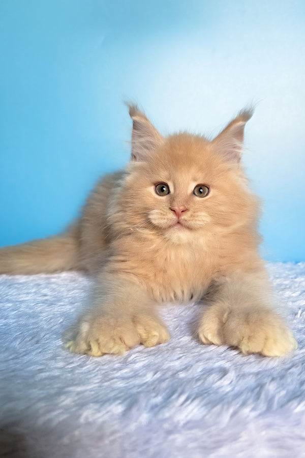 Favorit | Polydactyl Maine Coon Kitten