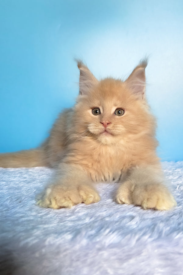Favorit | Polydactyl Maine Coon Kitten