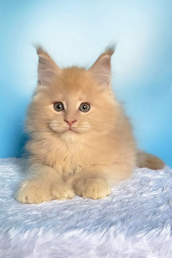 Favorit | Polydactyl Maine Coon Kitten