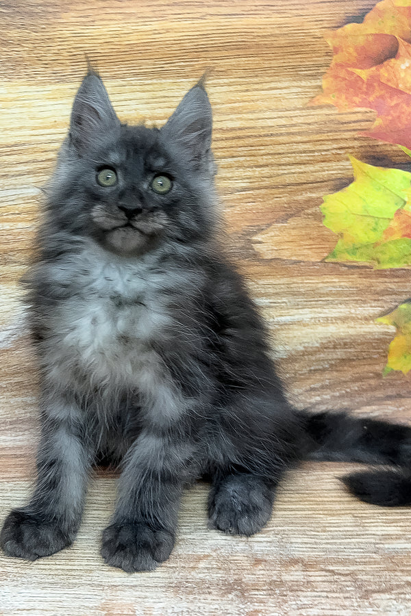 Fostin | Maine Coon Kitten