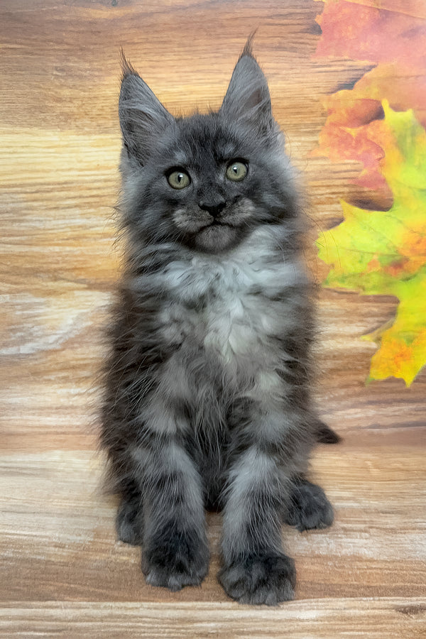 Fostin | Maine Coon Kitten