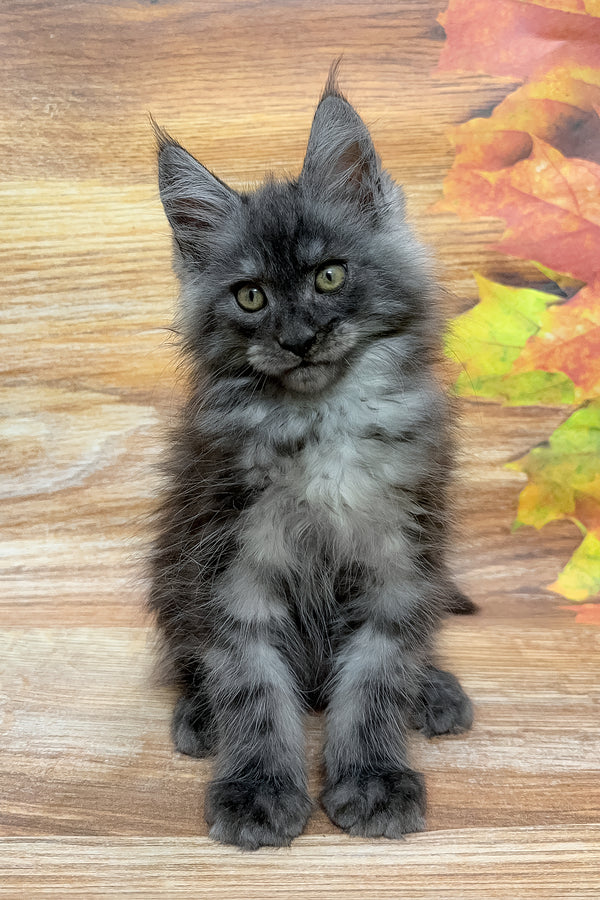 Fostin | Maine Coon Kitten