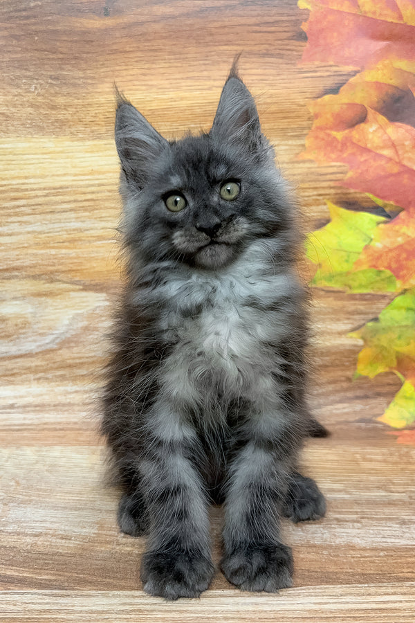 Fostin | Maine Coon Kitten