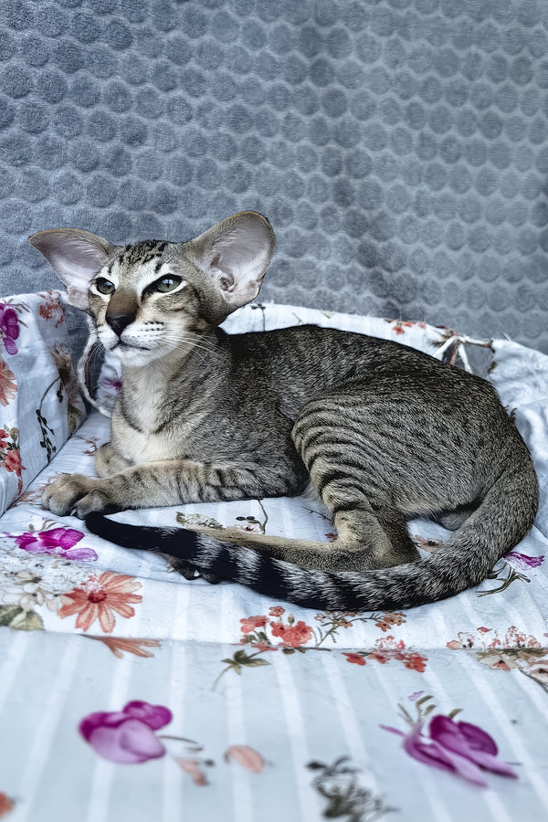 Hawker | Oriental Shorthair Kitten