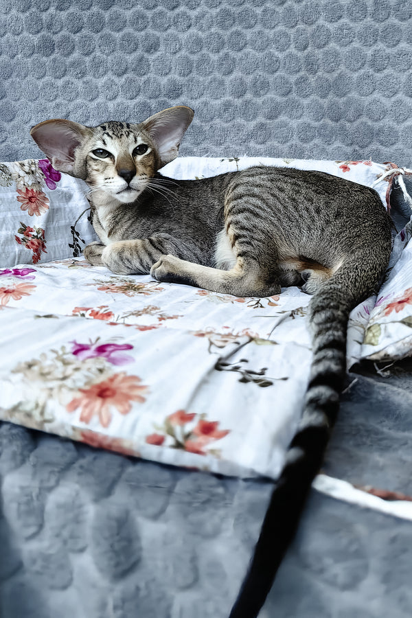 Hawker | Oriental Shorthair Kitten