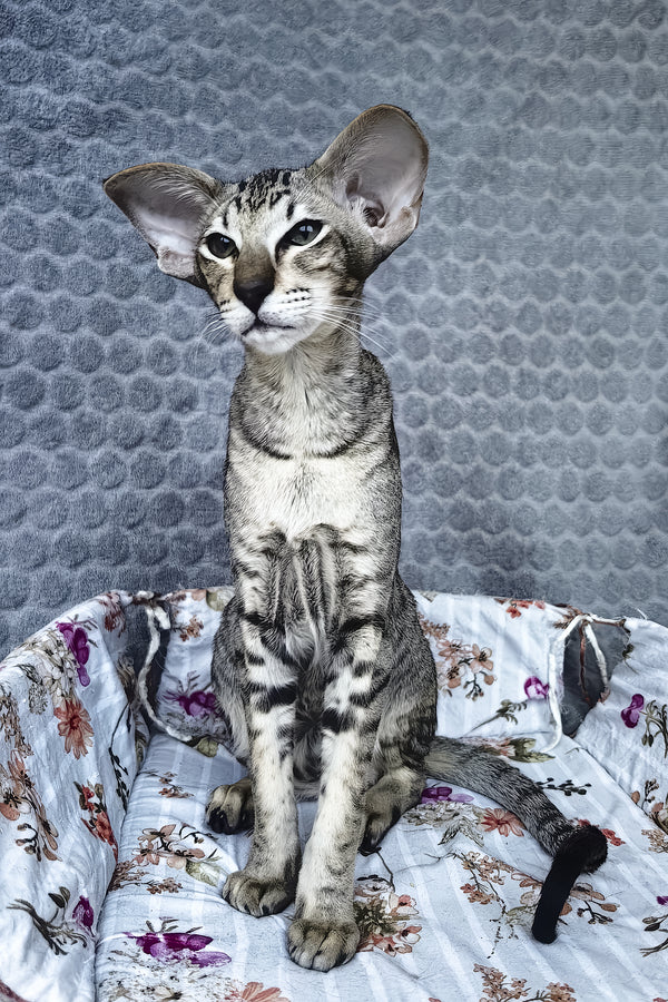 Hawker | Oriental Shorthair Kitten