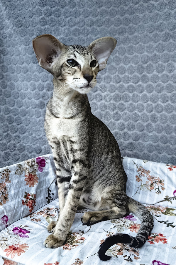 Hawker | Oriental Shorthair Kitten