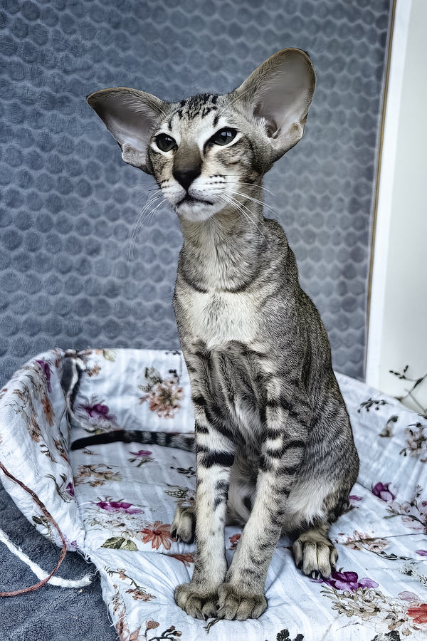 Hawker | Oriental Shorthair Kitten