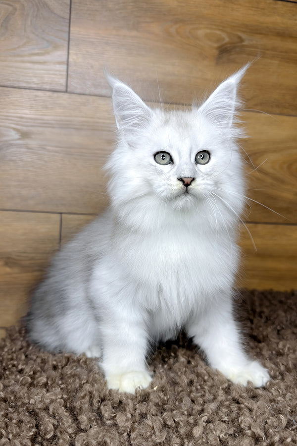 Hudson | Maine Coon Kitten