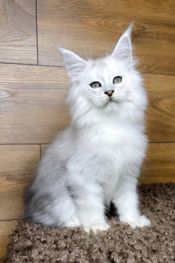 Hudson | Maine Coon Kitten