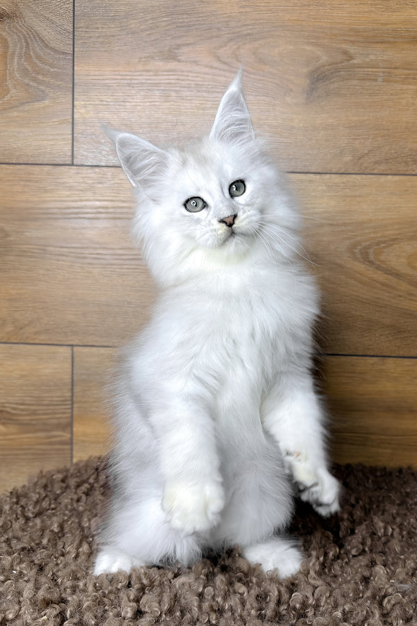Hudson | Maine Coon Kitten