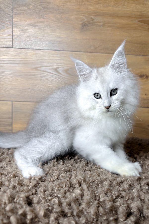 Hudson | Maine Coon Kitten