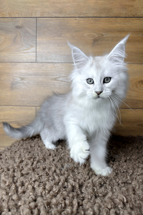 Hudson | Maine Coon Kitten