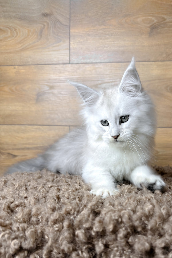 Hudson | Maine Coon Kitten