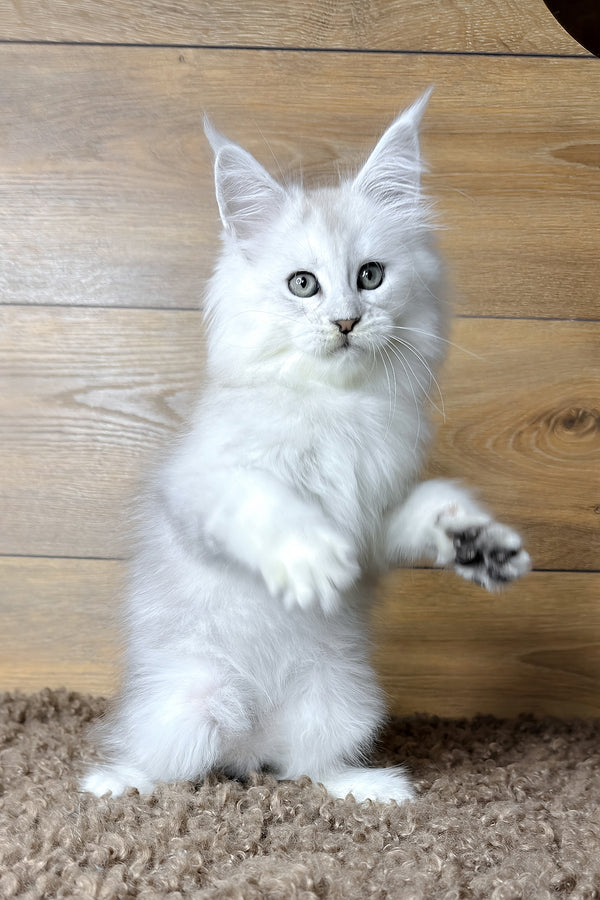 Hudson | Maine Coon Kitten