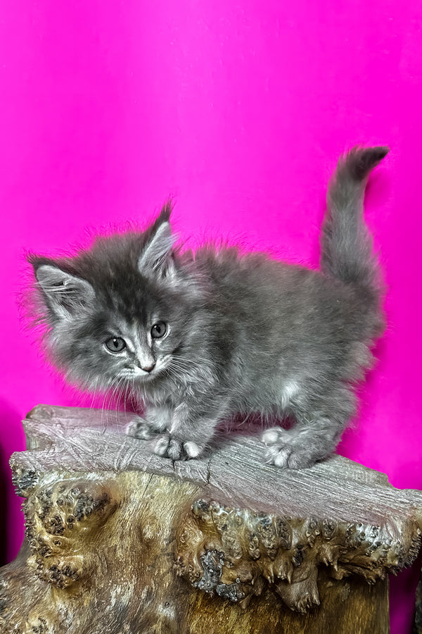 Ivanna | Maine Coon Kitten