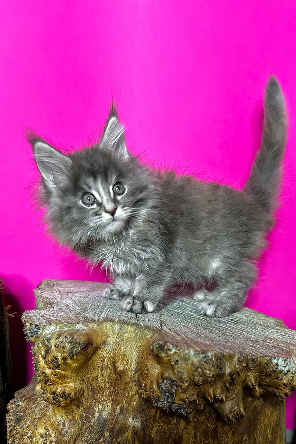Ivanna | Maine Coon Kitten
