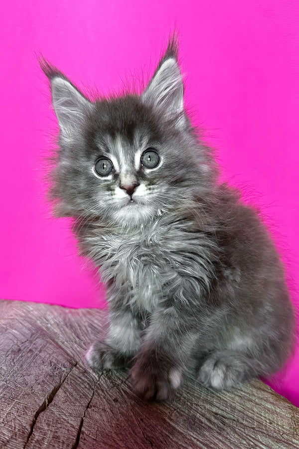 Ivanna | Maine Coon Kitten