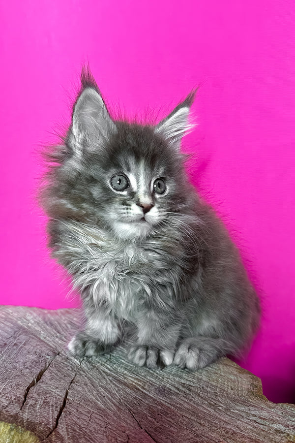Ivanna | Maine Coon Kitten